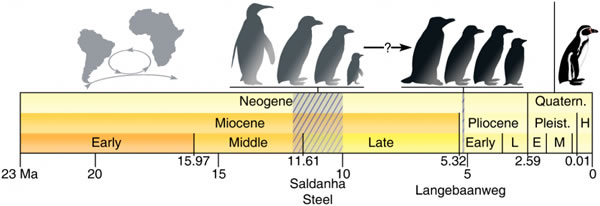 非洲企鹅群的演化历程