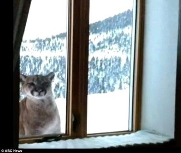 ���ɽ����������������ͷ����ʨ�����Űݷá�