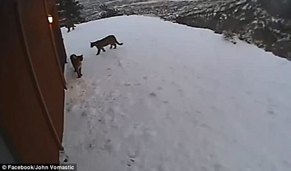 ���ɽ����������������ͷ����ʨ�����Űݷá�