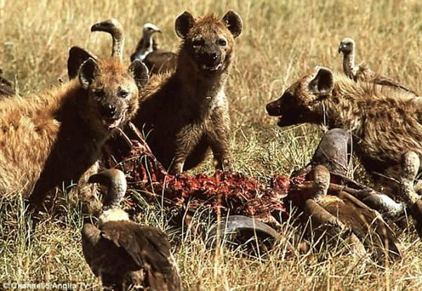 数学专家利用从野生动物那里学来的几何方程,已经预测了敌对帮派之间发生暴力冲突的位置,准确度高达将近99%