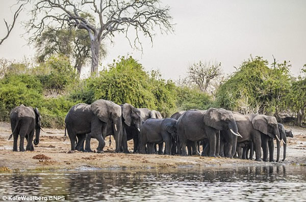 非洲大象过河的惊人照片