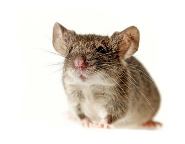 和人类和黄莺不一样的是,老鼠们天生就不用学如何发声。