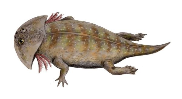 Gerrothorax pulcherrimus复原图