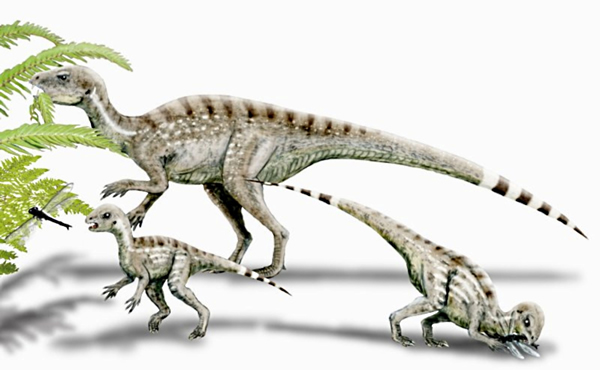 畸齿龙(Heterodontosaurus)复原图