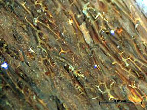 古生物学家质疑恐龙软组织发现