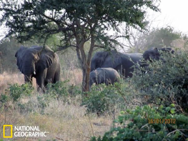 ԮSOS Elephants֯ӪظĴ