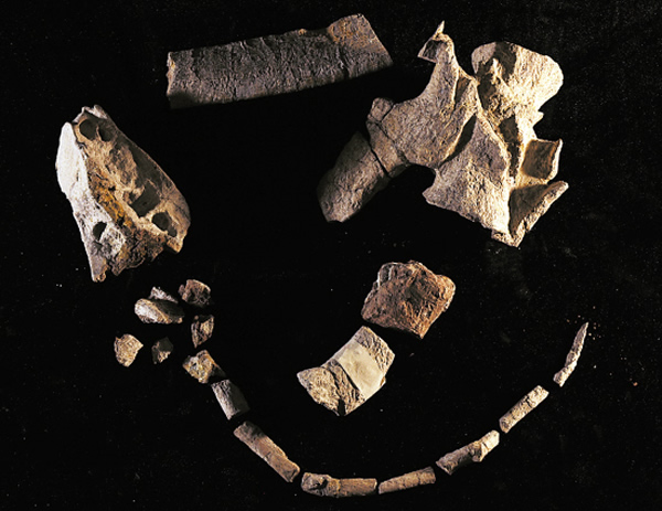 恐龙的化石骨头