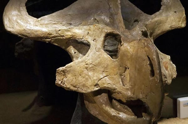 ʨ�ռ�������ԭ����