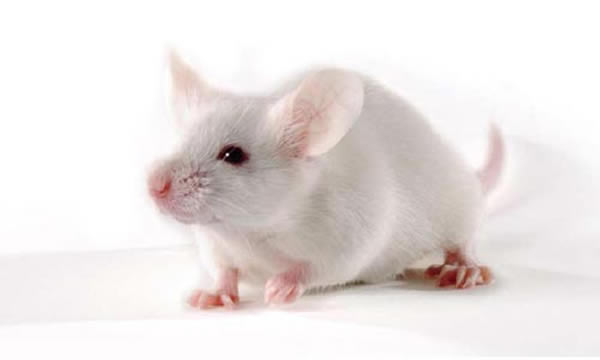 �й���ѧ��ʵ�鷢�֣����ڳ��������ؿ��������е����󣬱��ֳ����ԵĿ�����Ϊ��