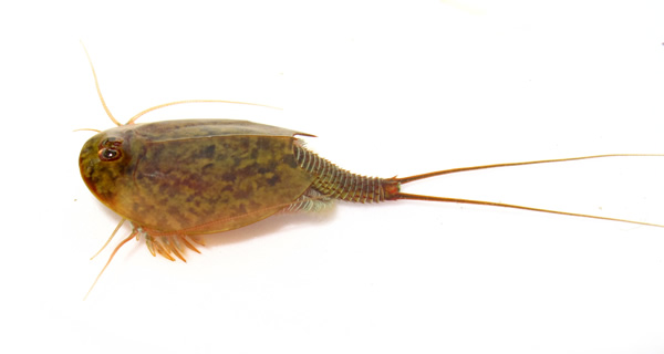 ŷ�����ϺTriops cancriformis