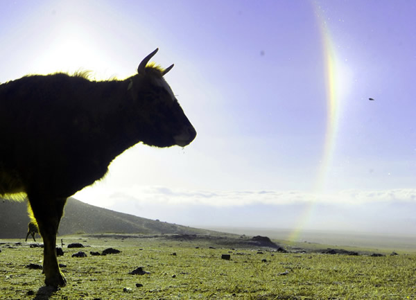 �½�������³�˴��ԭ�����������