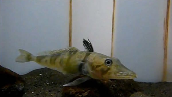 南极洲冰层以下1公里处发现斑点冰鱼