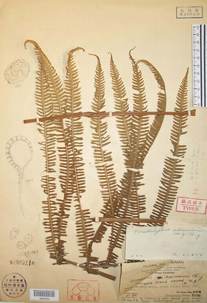 ڹұ걾ݣPEĺϽާģʽ걾