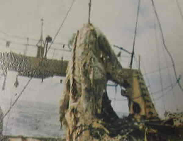 1977年日本瑞洋丸号打捞上来的“海怪”