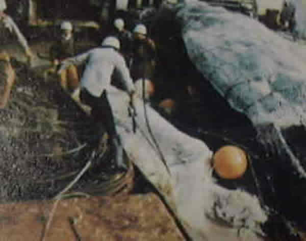 1977年日本瑞洋丸号打捞上来的“海怪”