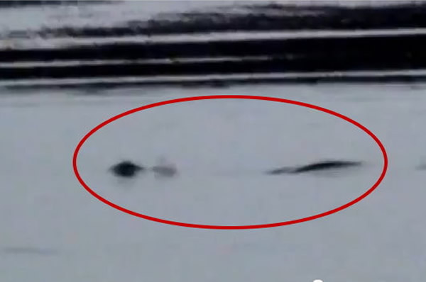 2009年阿拉斯加湾水域拍摄到的“卡布罗龙”水怪