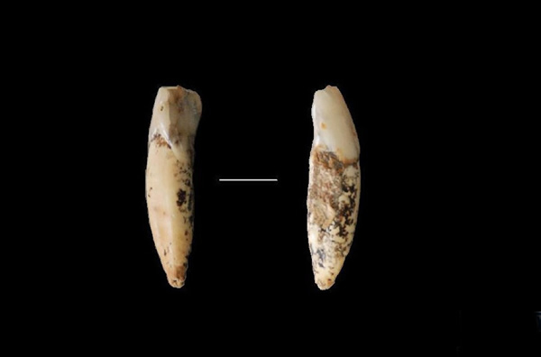 “栾川人”牙齿化石