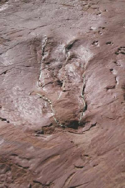 中国发现首例确凿的肉食恐龙游泳足迹化石