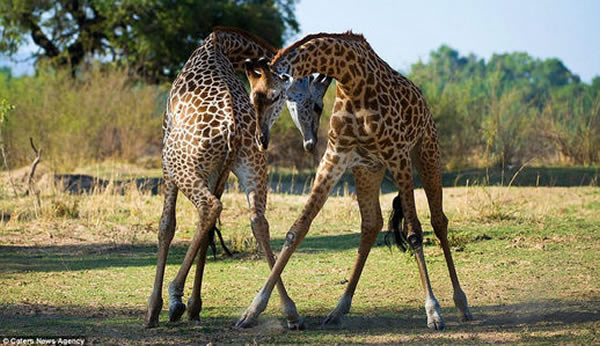 �ޱ�����¬���Ϲ��ҹ�԰�����Գ���¹�ľ���