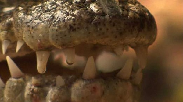 泰国一个家庭养鳄鱼看门防贼