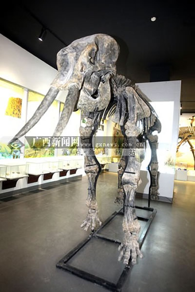 广西浦北洞穴里发现的亚洲象化石模型复制完成