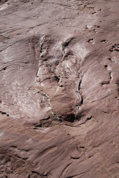 兽脚类恐龙的游泳足迹