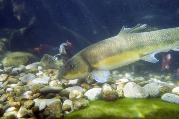 溪流中的药物可能会减缓绿色黏滑的生物膜的生长,而鱼和其它动物则以这种生物膜为食。