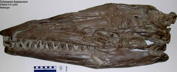 堪萨斯海王龙(Tylosaurus kansasensis)头骨化石