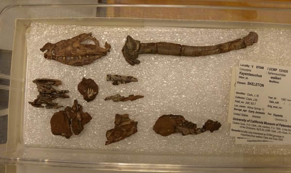 沃氏凯彦塔鳄(Kayentasuchus walkeri)化石