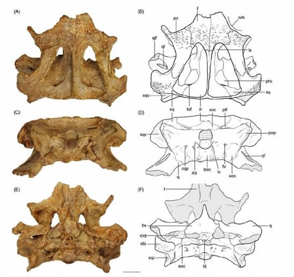 菲氏阿尔马达鳄(Almadasuchus figari)化石