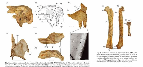 菲氏阿尔马达鳄(Almadasuchus figari)化石