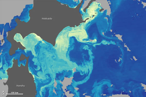 上面的图像显示了北海道和本州岛附近海域的叶绿素浓度(毫克/每立方米)。蓝色表示用叶绿素浓度较低的海域,黄色表示叶绿素浓度高的海域。