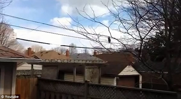 ��Ƶ��¼һֻ���ֱ���߹��ݶ��Ϸ����ߵĹ���