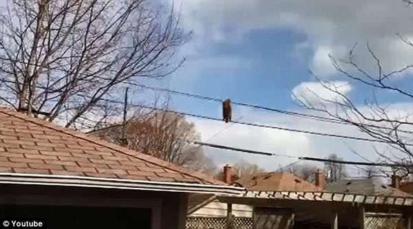 ��Ƶ��¼һֻ���ֱ���߹��ݶ��Ϸ����ߵĹ���