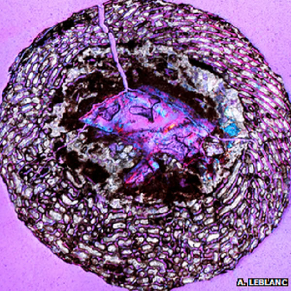 这是保存完好的恐龙大腿骨的横截面。