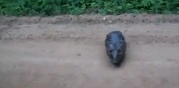 白俄罗斯一只河狸咬死在岸边钓鱼的退伍老兵