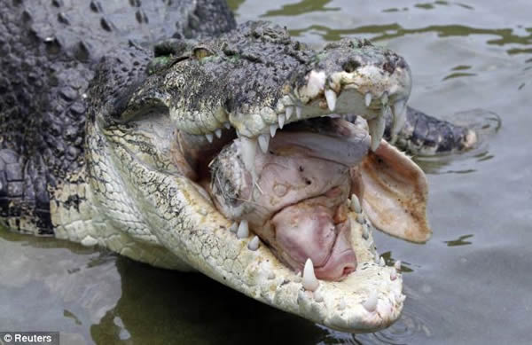 鳄鱼一口吞下整个猪头