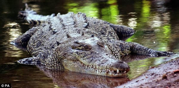 鳄鱼一口吞下整个猪头