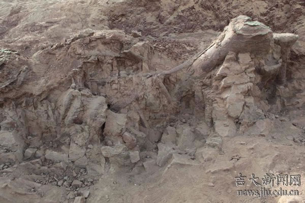 新疆吐鲁番鄯善县发现我国最大的侏罗纪恐龙化石