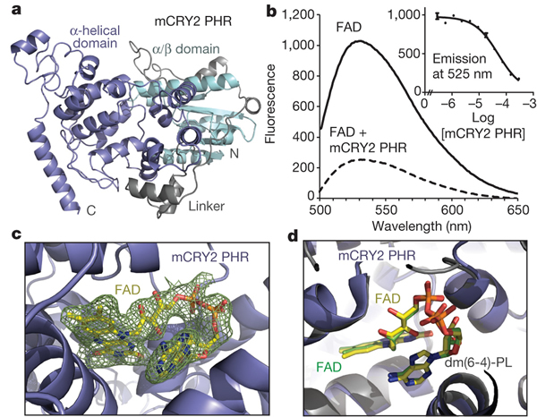 �о���ʾ����ɫ�����ɺͽ��״̬����ṹ