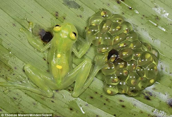 当它移动时仿佛处于变色状态,背景色彩可透过它的身体,将它溶为一体