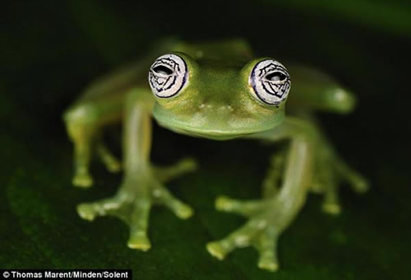 摄影师托马斯-马伦特拍摄到玻璃蛙,它栖息在哥伦比亚一处自然保护区的树叶下