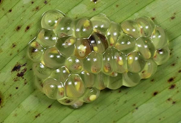 透明的卵,可清晰地看到正在发育之中蝌蚪的头部和尾部