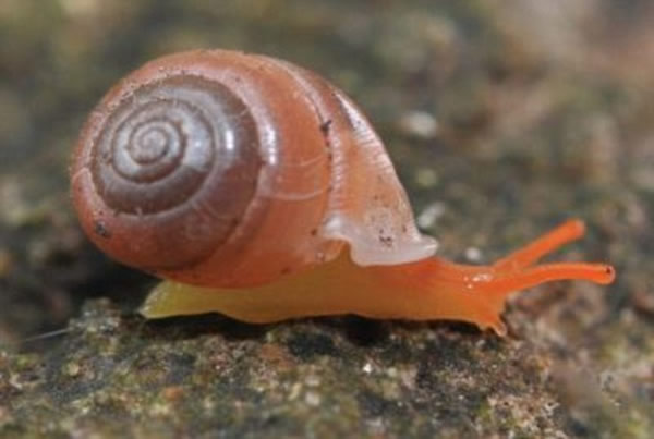 尽管它们刚被发现,彩虹蜗牛已濒危灭绝