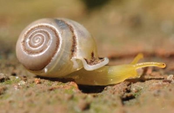 由于它们的石灰岩栖息环境被人类破坏,这些彩虹蜗牛正面临着灭绝