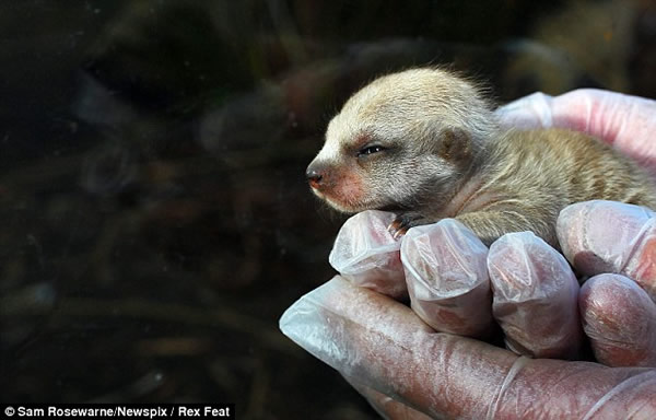 4只狐獴宝宝在澳大利亚塔斯马尼亚岛出生