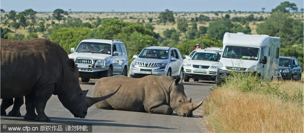 南非克鲁格国家公园三只犀牛当街睡觉造成交通堵塞