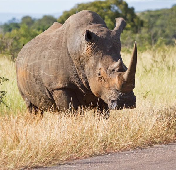 南非克鲁格国家公园三只犀牛当街睡觉造成交通堵塞