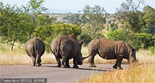 南非克鲁格国家公园三只犀牛当街睡觉造成交通堵塞