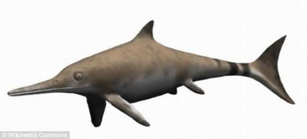 艺术家描绘的鱼龙,尽管外型上与海豚较相近,但鱼龙是一种爬行动物